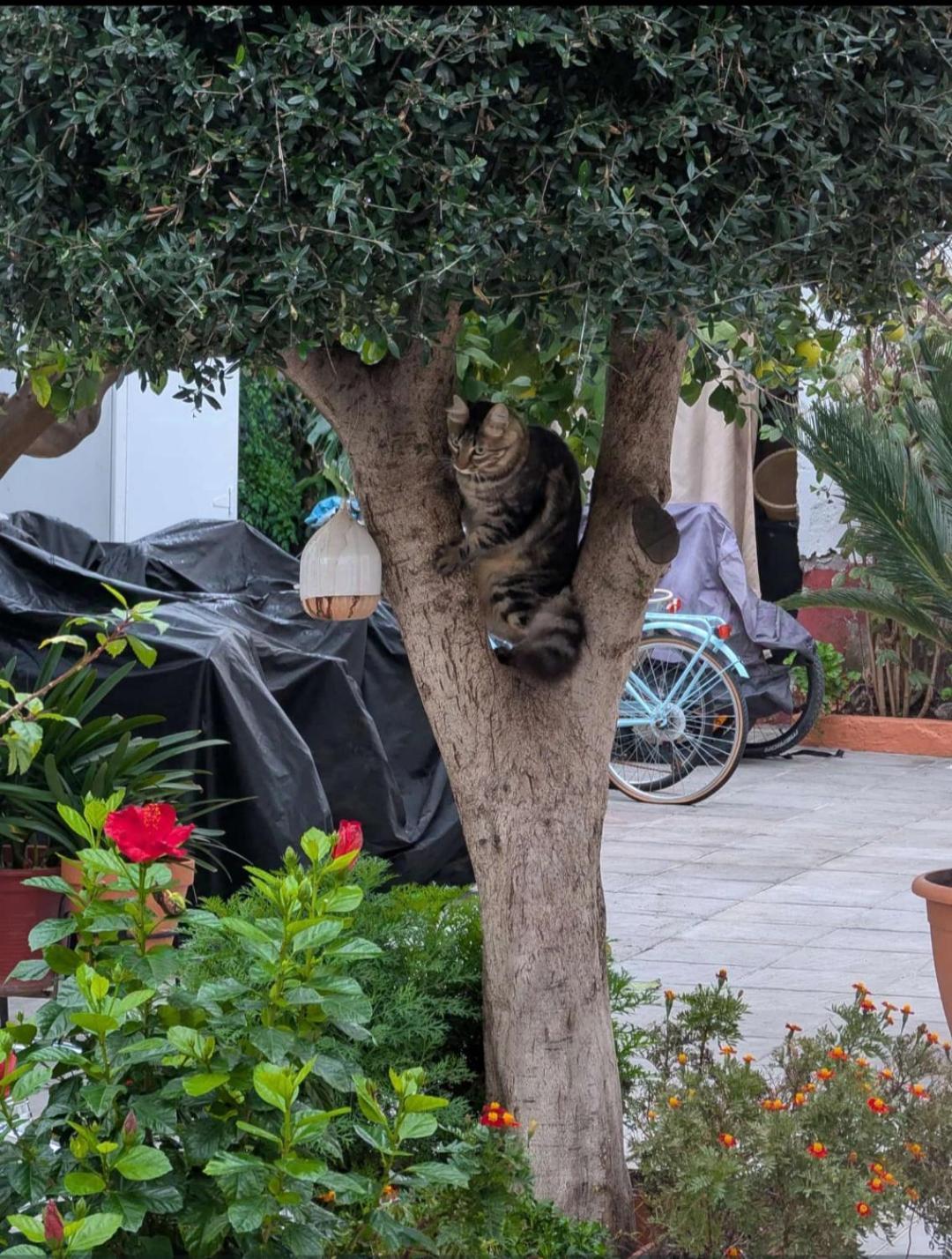 Tipico Y Pintoresco Patio De Vecinos, Con Encanto Sevilla Kültér fotó